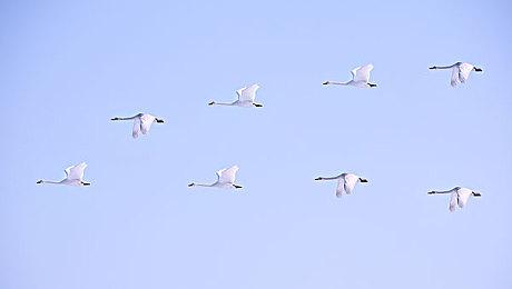 回合恋爱游戏《诺瓦之心》明年夏季发售 开篇免费